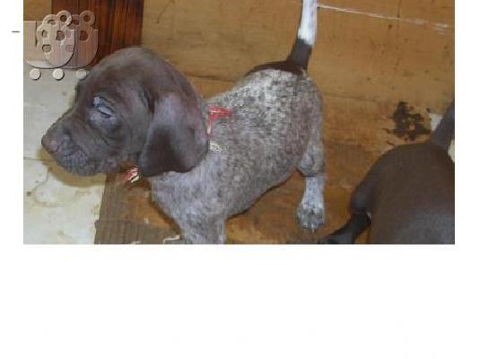 PoulaTo: Κούρτσχααρ – 300 euro