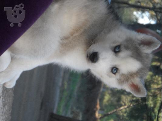 PoulaTo: husky-χασκι
