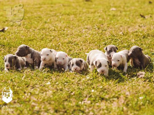 Μπλε κουτάβια American Staffordshire Terrier