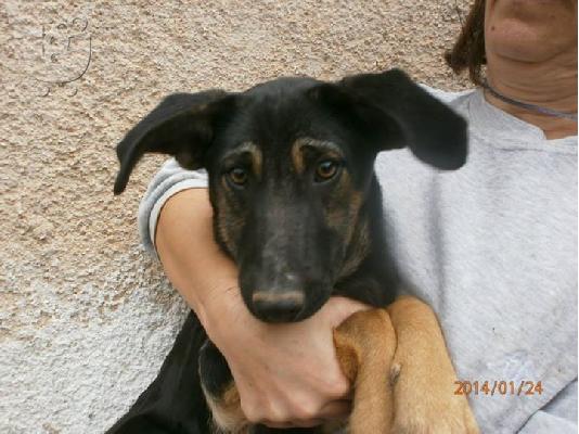 PoulaTo: Κουταβα χαριζεται