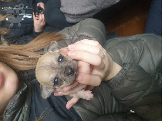 T-Cup Chihuahua