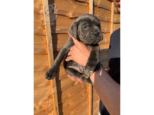 PoulaTo: Ποιότητα Cane Corso Pups
