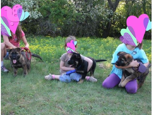 Boy German Shepards Έτοιμο
