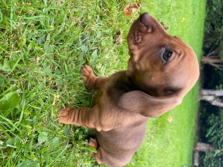 Μινιατούρα Dachshunds