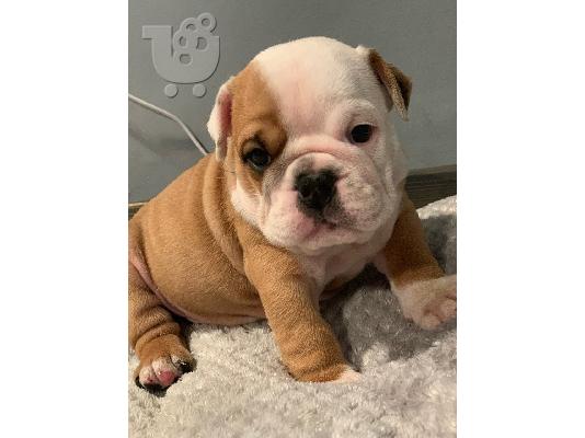 PoulaTo: HRVATSKI Bulldog štenad na prodaju