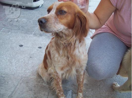 Καθαρομαιμο Επανιελ χαριζεται