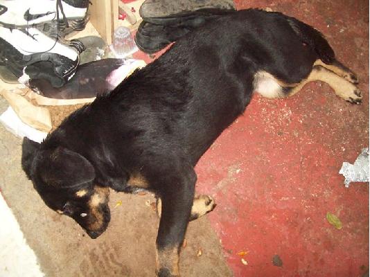 Μεγαλοσωμο ημιαιμο rottweiler χαριζεται