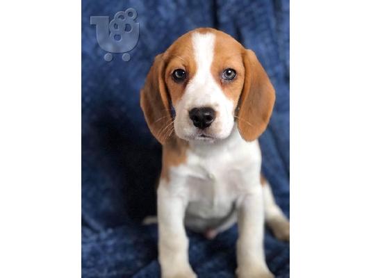 Εδώ παρουσιάζουμε τα υπέροχα κουτάβια Beagle που είναι έτοιμα να επαναπροσδιοριστούν,...