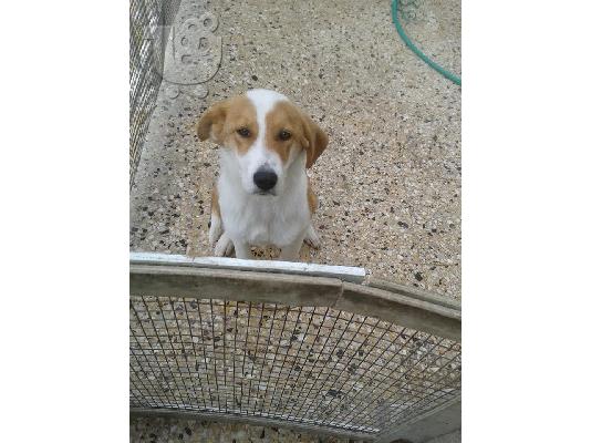 Κουταβακι χαριζεται