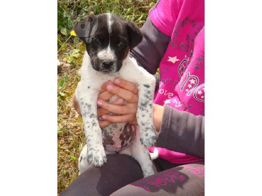 PoulaTo: Κουταβακια χαριζονται