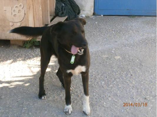 Σκυλακι χαριζεται