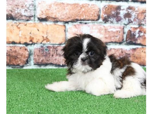 PoulaTo: αγαπώντας Shih tzu έτοιμο για υιοθέτηση.