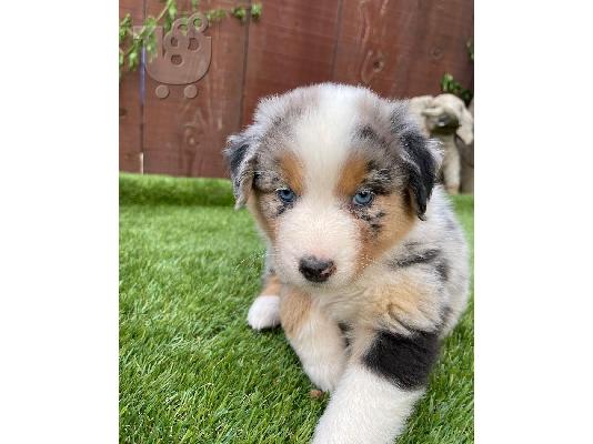 PoulaTo: Τα γοητευτικά κουτάβια Australian Shepherd