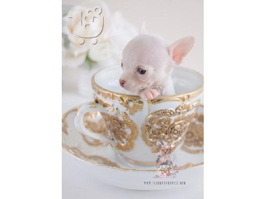 Kc Εγγεγραμμένος Chihuahua Dog