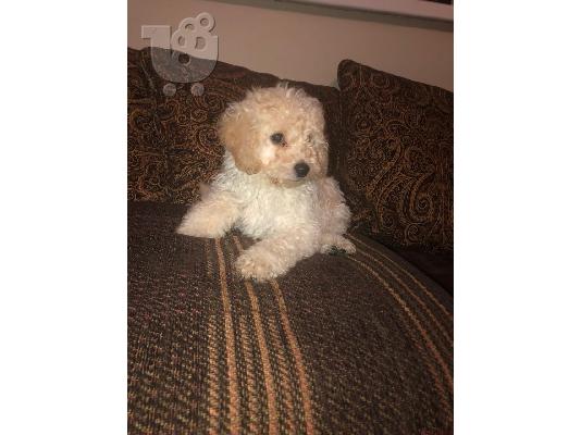 Cavapoo Red