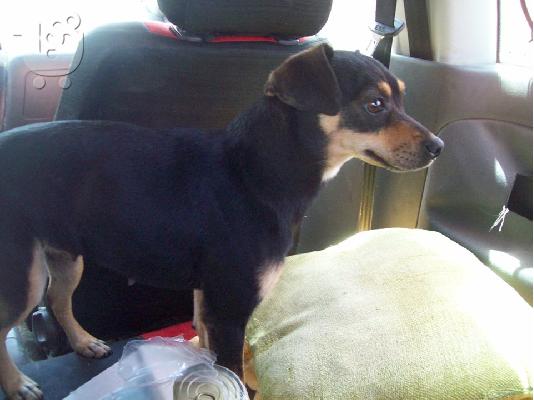 Ημιαιμα τσιουαουα χαριζονται