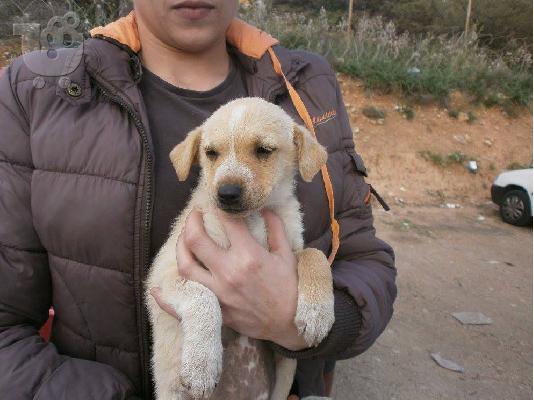 PoulaTo: Κουταβακι χαριζεται