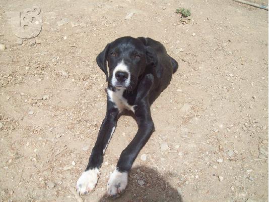 Νεαρο σκυλακι  χαριζεται