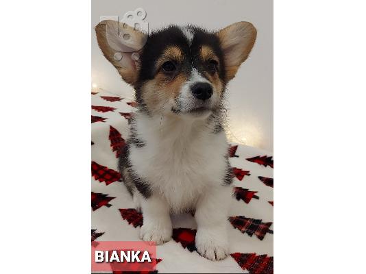 Pembroke Welsh Corgi