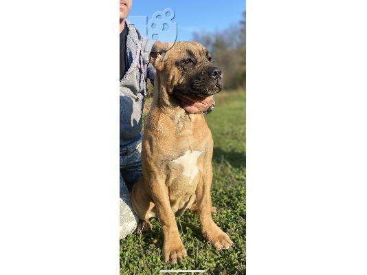 Cane Corso TOP κουτάβια προς πώληση