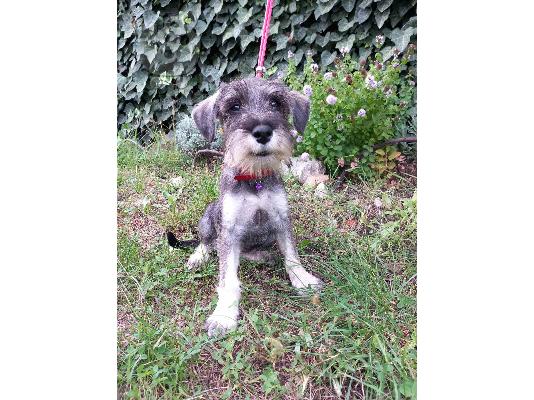 Standard Schnauzer προς πώληση