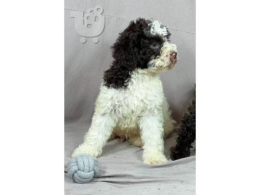 PoulaTo: Lagotto Romagnolo ΟΜΟΡΦΑ κουταβάκια
