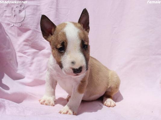 Κουτάβια Mini Bull Terrier