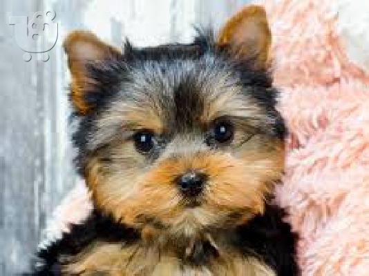 3 yorkie κουτάβια για καλά σπίτια.
