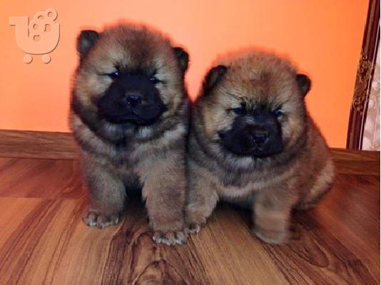 PoulaTo: CHOW CHOW
