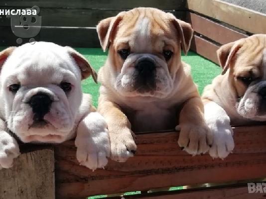 Englisch Buldog -400 euro