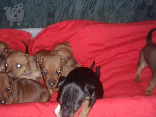 πωλουνται πινσερ 1 μηνος