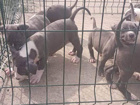 PoulaTo: Αμερικανικό τεριέ Staffordshire κουτάβια