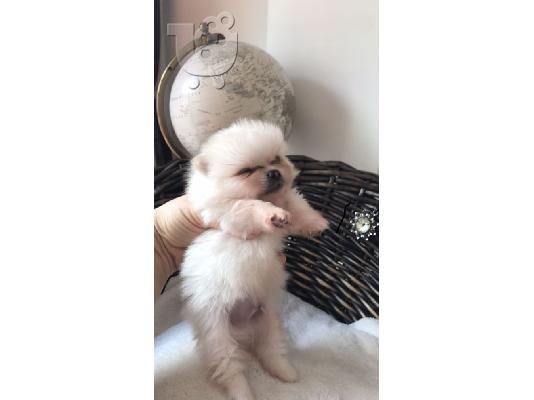Πώληση Pomeranian σκύλοι και κουτάβια