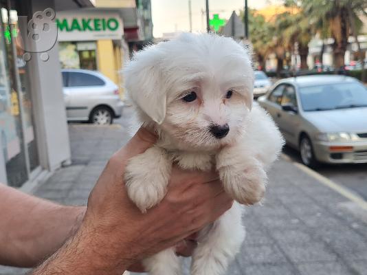 PoulaTo: Maltese