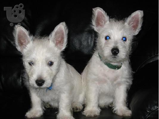 PoulaTo: West Highland Terrier