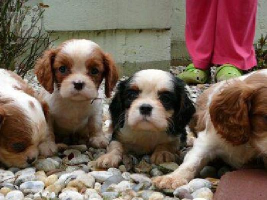 PoulaTo: kavaler king charles spaniel