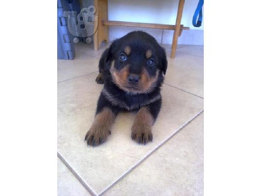 PoulaTo: Πωλούνται καθαρόαιμα rottweiler