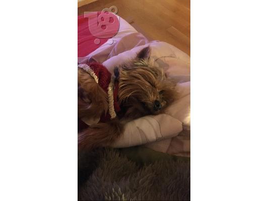 PoulaTo: Ζητειται θυλυκο yorkshire terrier για ζευγαρωμα
