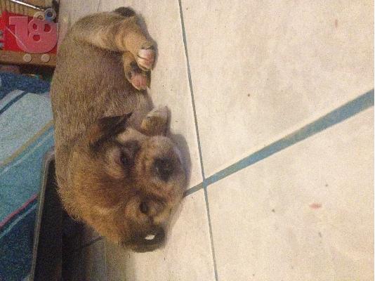 Τα γλυκούλια ψάχνουν σπίτι (χαρίζονται)