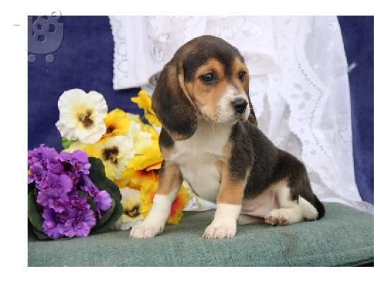 PoulaTo: Σούπερ λατρευτός κουτάβι beagle κουτάβια