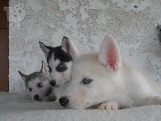 Husky κουταβια καθαροαιμα