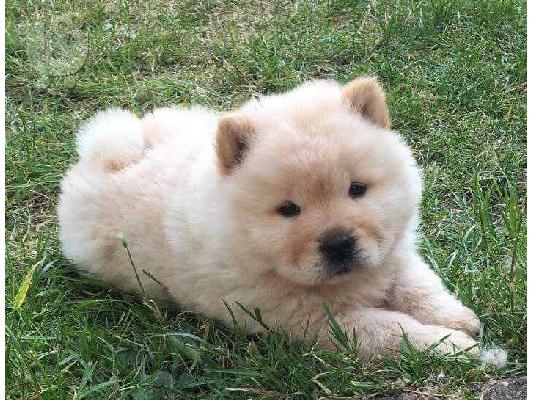 Όμορφη αρσενική Chow Chow χρειάζεται νέο σπίτι