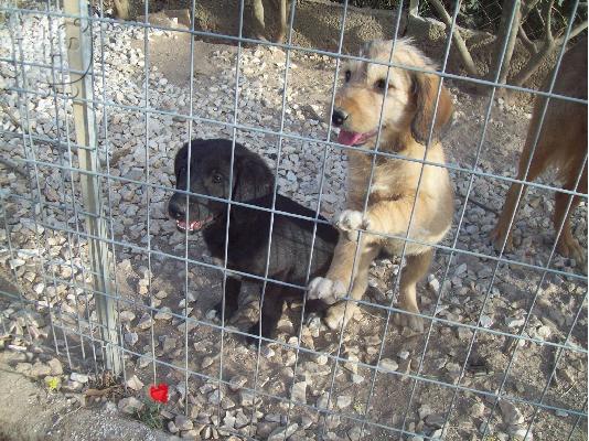 Κουταβακια 2 μηνων χαριζονται