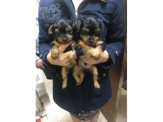 PoulaTo: yorkie puppies for free adoption