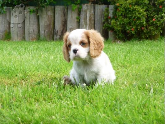 PoulaTo: κουτάβια Cavalier King Charles Spaniel