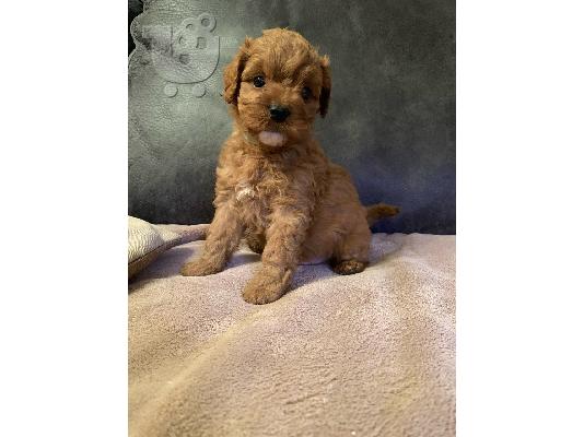 Έχουμε αρσενικό και θηλυκό cavapoo