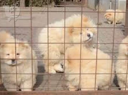 PoulaTo: chow chow προς πώληση.