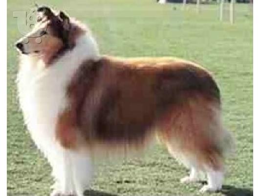 PoulaTo: Κολει καθαροαιμο κουταβακι