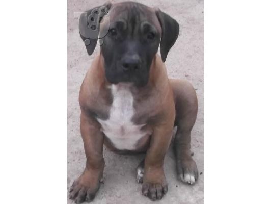 PoulaTo: DOGO CANARIO ΚΟΥΤΑΒΙΑ ΠΩΛΟΥΝΤΑΙ