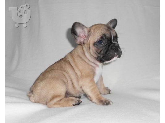 PoulaTo: Γαλλικό μπουλντόγκ